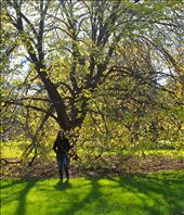 Tree Hugging in Melbourne: by sarahlizweaver, Views[318]