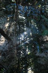 Beautiful scenery on Fraser Island. : by sarahlizweaver, Views[349]