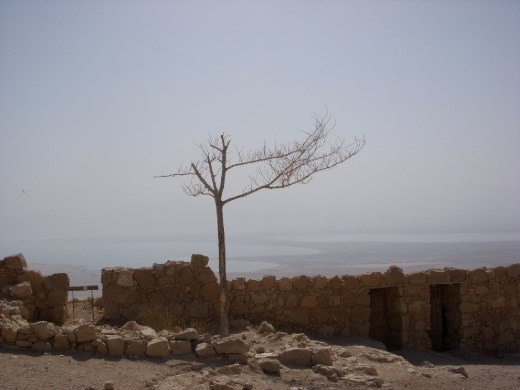 A lonely little tree at the top of the mountain