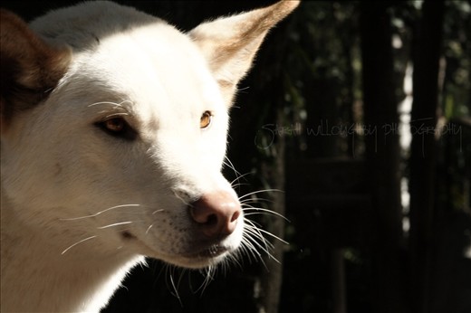 Dingo at Currumbin Wildlife Sanctuary