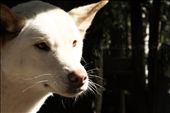 Dingo at Currumbin Wildlife Sanctuary: by sarahwilloughbyphotography, Views[323]