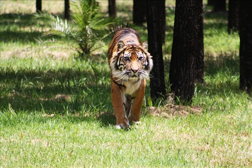 Tigers from Dubbo Zoo