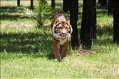 Tigers from Dubbo Zoo: by sarahwilloughbyphotography, Views[400]