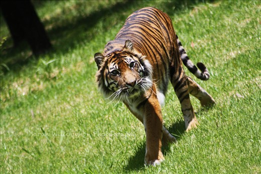 Tigers from Dubbo Zoo