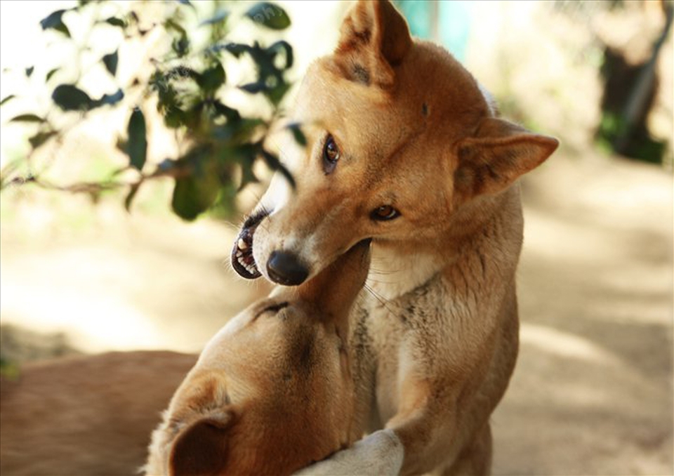 Dingoes at Currumbin Wildlife Sanctuary