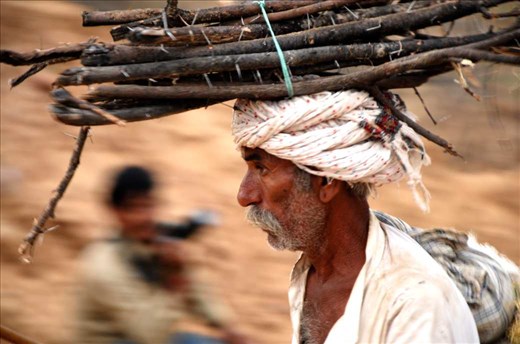 Indian carrying some wood in Pushkar fair.