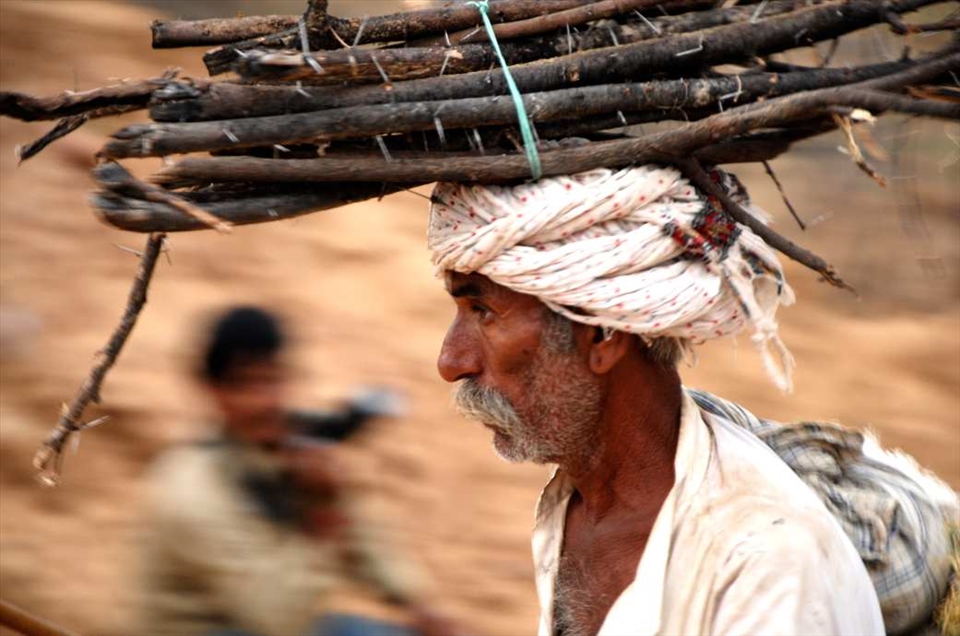 Indian carrying some wood in Pushkar fair.