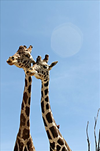 Pareja de jirafas disfrutando al sol del mediodía
