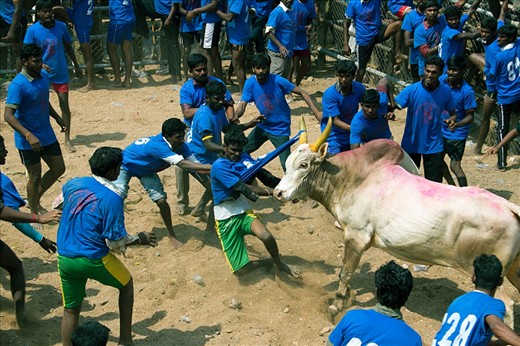 Narrow miss - The big bulls with sharpened horns look to hurt the men who try to get a hold on them. This tamer got lucky only with a torn T-shirt with the bull's horn missing his body by a very narrow margin.