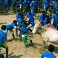 Narrow miss - The big bulls with sharpened horns look to hurt the men who try to get a hold on them. This tamer got lucky only with a torn T-shirt with the bull's horn missing his body by a very narrow margin.: by saravanaraj, Views[902]