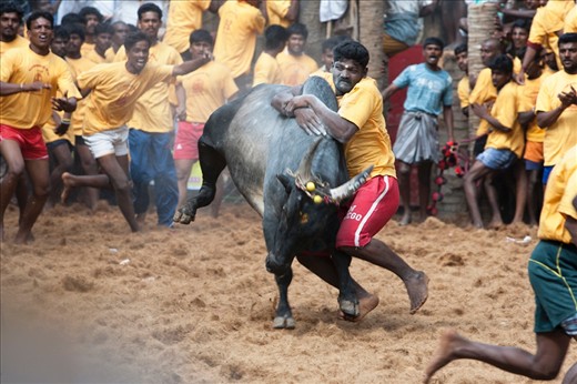 Jallikattu(Bull taming) - An ancient sport that dates to 2000 years back is still practiced in the villages around Madurai, a city in south India. In ancient days it was to prove the courage of men to win over brides. Unlike the Spanish bull fight, here the bulls are not hurt, its the tamers who risk their life for the honor of taming a bull. 'Taming' a bull means holding or clinging on to a bull till a marked distance, usually 50 feet from the gate where the bulls are let into the arena. There are several rules to keep the sport in order like, if 2 men hold a bull they are disqualified, tamers are checked by doctors to certify they are not drunk, and bulls are checked by doctors too to assure the animal right activists that they are not drugged to make them ferocious.