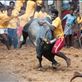 Jallikattu(Bull taming) - An ancient sport that dates to 2000 years back is still practiced in the villages around Madurai, a city in south India. In ancient days it was to prove the courage of men to win over brides. Unlike the Spanish bull fight, here the bulls are not hurt, its the tamers who risk their life for the honor of taming a bull. 'Taming' a bull means holding or clinging on to a bull till a marked distance, usually 50 feet from the gate where the bulls are let into the arena. There are several rules to keep the sport in order like, if 2 men hold a bull they are disqualified, tamers are checked by doctors to certify they are not drunk, and bulls are checked by doctors too to assure the animal right activists that they are not drugged to make them ferocious.: by saravanaraj, Views[1336]