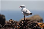 Seagle: by saroj, Views[962]