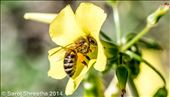 Honey n' flower: by saroj, Views[211]