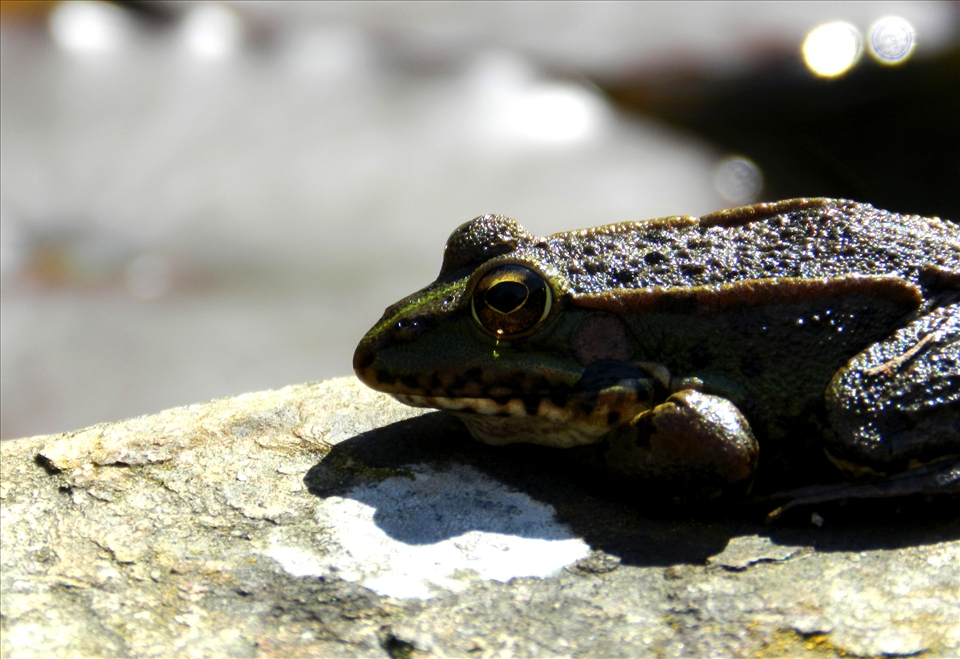 Frog in a Botanical Garden