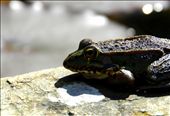Frog in a Botanical Garden: by sasako, Views[337]