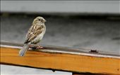 Little Bird: by sasako, Views[146]
