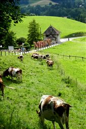 Downhill: by sasako, Views[175]