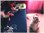 Good music and a litter chef are over here!: by sasharosen, Views[269]