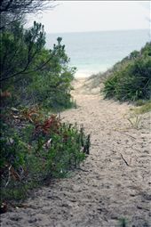 Behind the Trees Open Seas: by saskia_eisermann, Views[272]