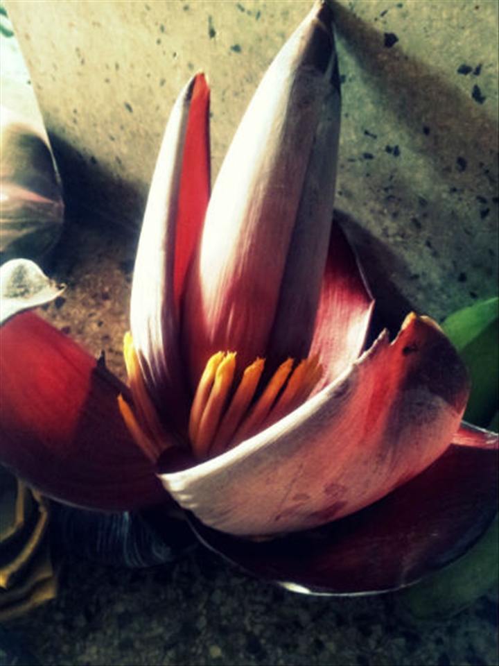 A banana flower; the outer bracts and florets inside can be seen 