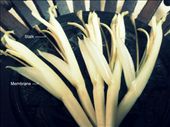 Banana florets with stalk and membrane that should be removed: by satarupapaul, Views[573]