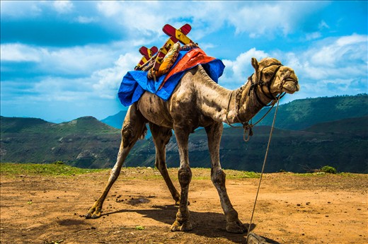 A camel enjoying the morning sunshine and ready to give ride to  travellers passing by...