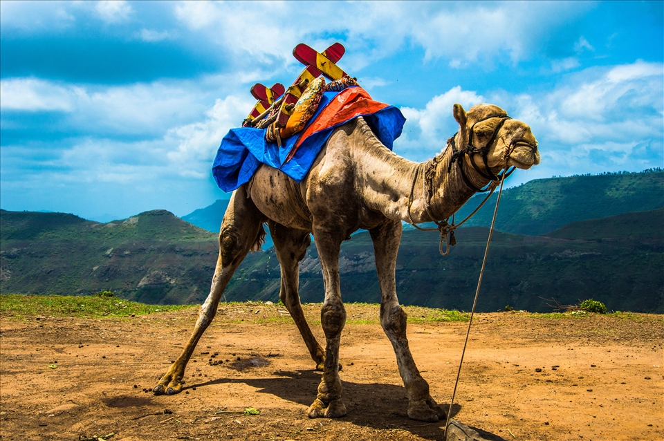 A camel enjoying the morning sunshine and ready to give ride to  travellers passing by...