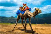 A camel enjoying the morning sunshine and ready to give ride to  travellers passing by...: by satyendrastar, Views[444]