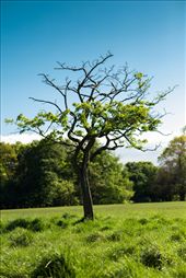 Lonely : by satyr, Views[217]