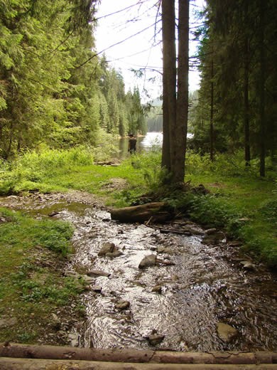 Deep clean river in mountain forest 