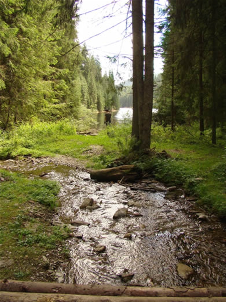 Deep clean river in mountain forest 