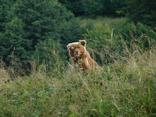 Wildlife watching us