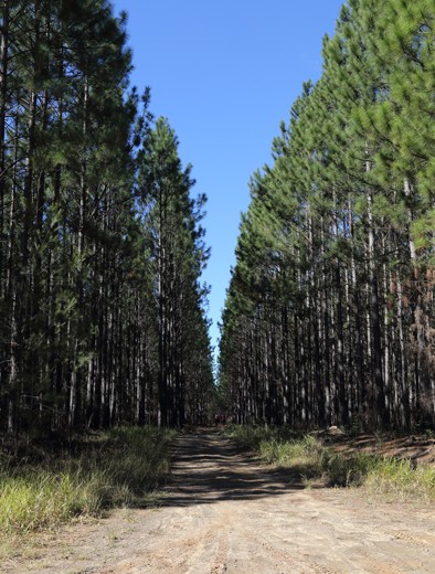 Australia is not just beaches, its green and its beautiful.