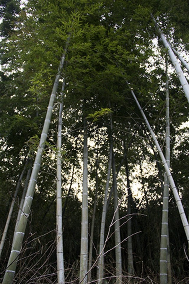 Bamboo - Taketa translates as 