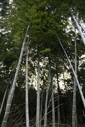 Bamboo - Taketa translates as 