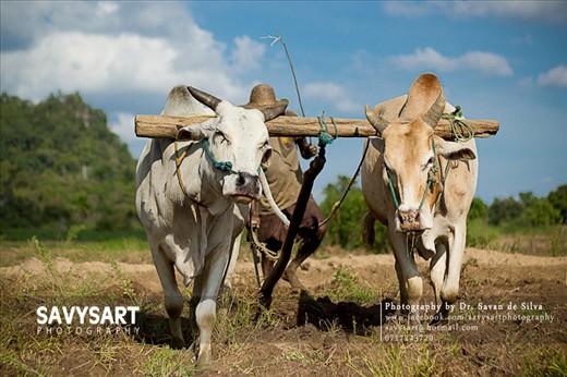 The photos represents the simple yet content life lived by a farming family in the rural areas of Sri Lanka. Their lives lag behind in time, with no electricity, piped water or machinery. The nearest village has to be accessed through 5km of thick forest where elephant attacks are not a rarity. The children have little heard of schools. They live in tree houses/ 