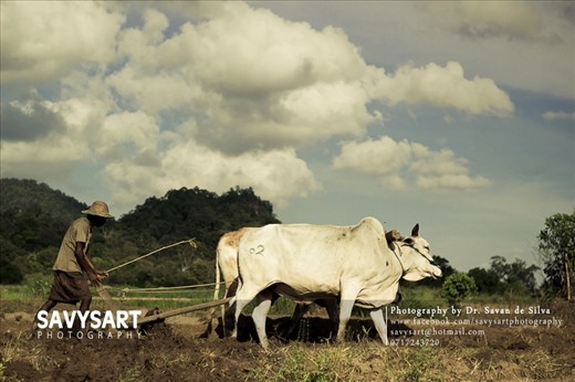 The photos represents the simple yet content life lived by a farming family in the rural areas of Sri Lanka. Their lives lag behind in time, with no electricity, piped water or machinery. The nearest village has to be accessed through 5km of thick forest where elephant attacks are not a rarity. The children have little heard of schools. They live in tree houses/ 