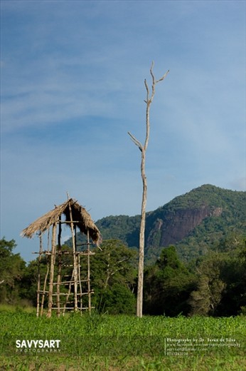 The photos represents the simple yet content life lived by a farming family in the rural areas of Sri Lanka. Their lives lag behind in time, with no electricity, piped water or machinery. The nearest village has to be accessed through 5km of thick forest where elephant attacks are not a rarity. The children have little heard of schools. They live in tree houses/ 