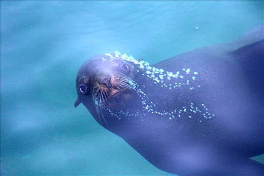 A Cape Fur Seal takes a closer look as it leaves the safety of Seal Rock.