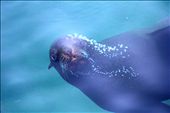 A Cape Fur Seal takes a closer look as it leaves the safety of Seal Rock.: by sbrody, Views[292]