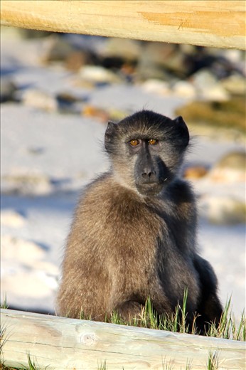 The Chacma Baboon, one of the only primates that inhabit coastal ecosystems.