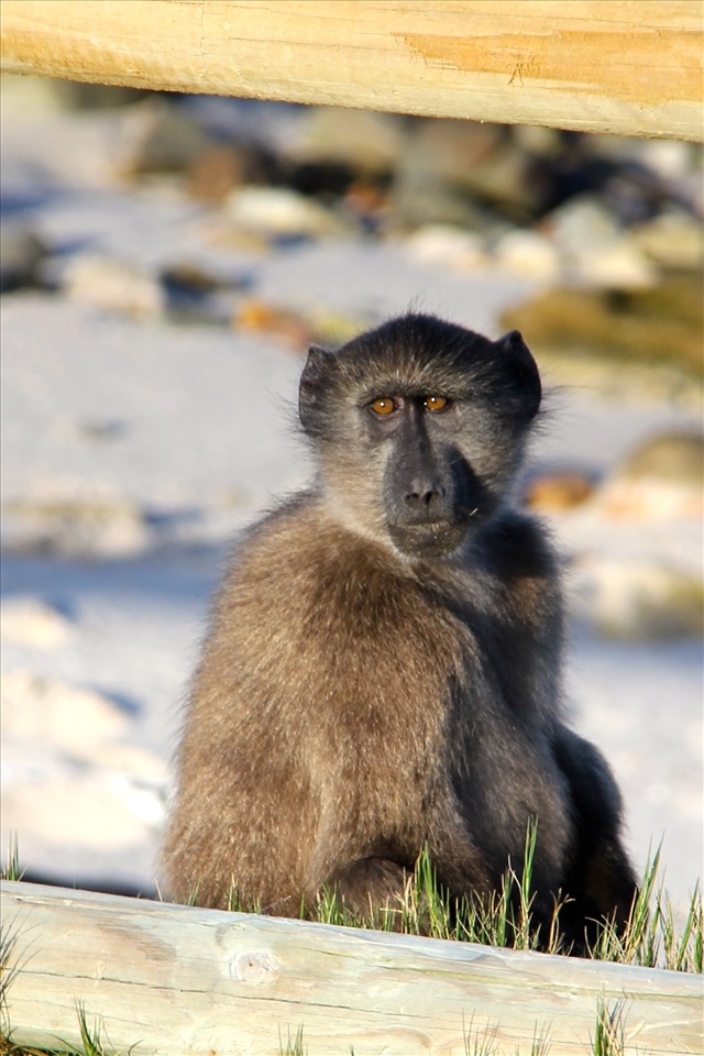 The Chacma Baboon, one of the only primates that inhabit coastal ecosystems.