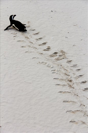 A African Penguin returns from the bay missing a foot, struggling to survive.