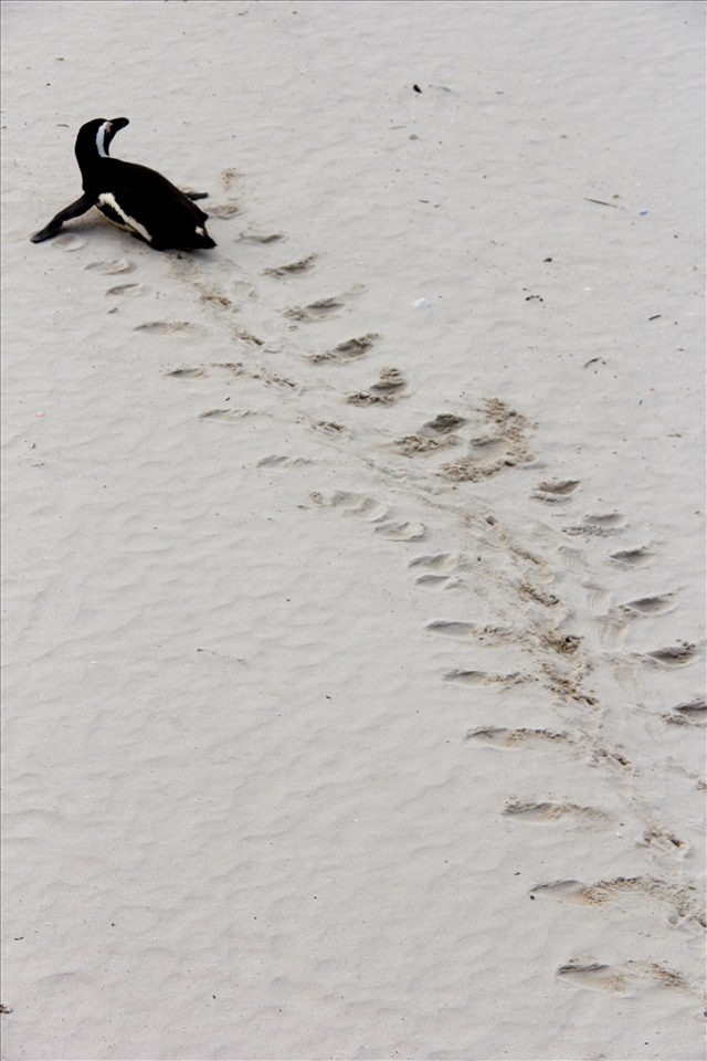 A African Penguin returns from the bay missing a foot, struggling to survive.