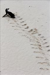 A African Penguin returns from the bay missing a foot, struggling to survive.: by sbrody, Views[348]
