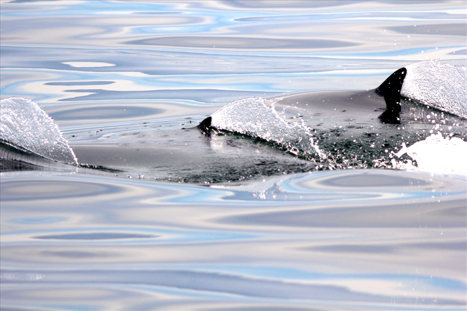 Common dolphins fins breach the surface of the water as they hunt for fish.
