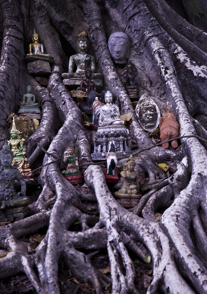 Small idols I found in a tree at the Sukhothai ruins.