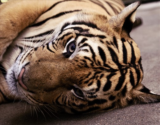 Sleepy tiger in Chiang Mai.