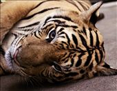 Sleepy tiger in Chiang Mai.: by scarlettbliss, Views[283]